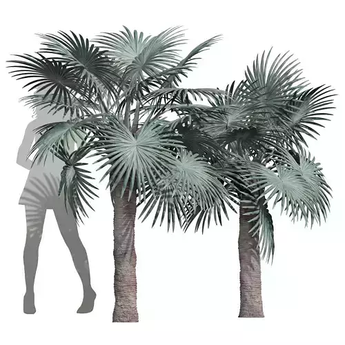 New Plant High detail Bismarckia Nobilisi Palm Medium 3D model