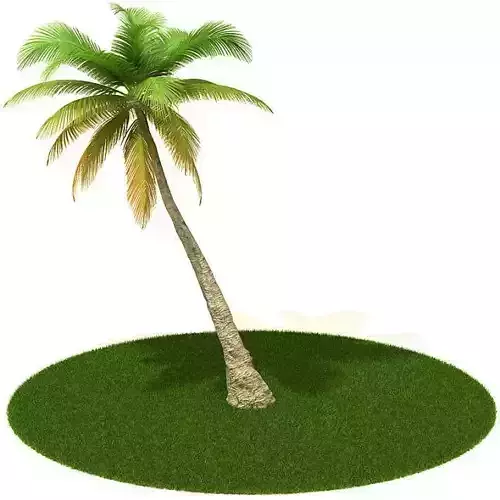 Palm Tree