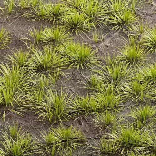 grass001 grass plant