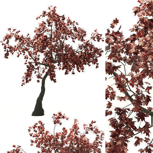 Red Maple no 1 3D model
