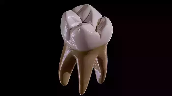 Human Tooth 3D model