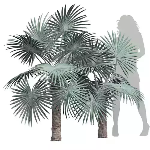 New Plant High detail Bismarckia Nobilisi Palm Small 3D model