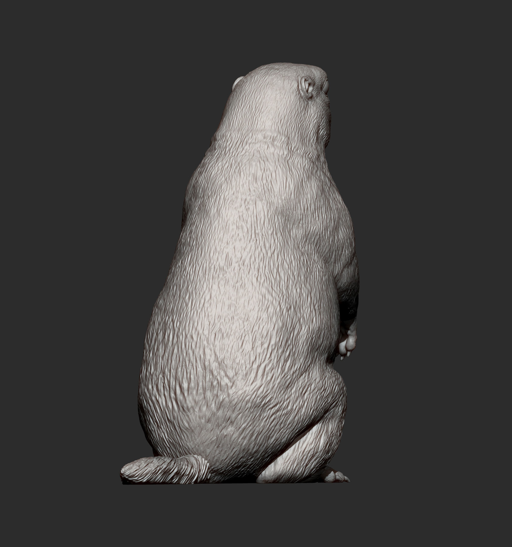 Prairie dog on its hind legs 3D print model_8