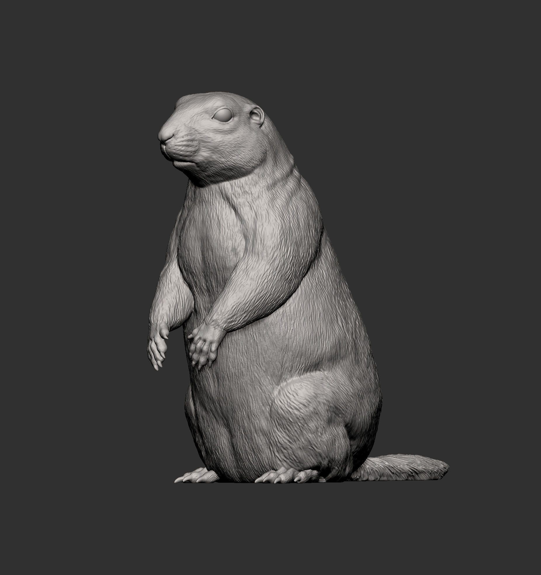 Prairie dog on its hind legs 3D print model_5