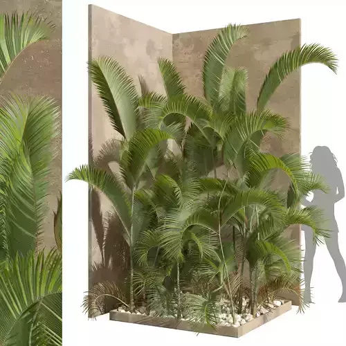 New Plant High detail Chrysalidocarpus Lutescens Small Garden