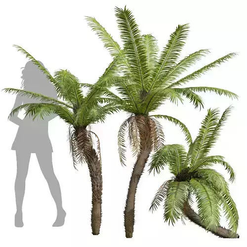 New Plant High detail Brainea Insignis Fern Medium 3D model
