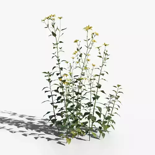 Jerusalem artichoke VFX Grace 3D model