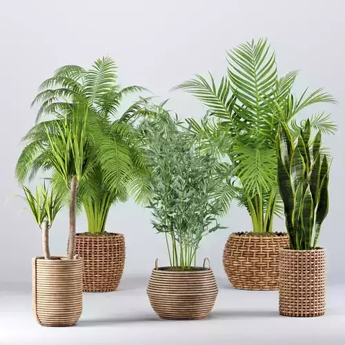 Indoor Plants set 07