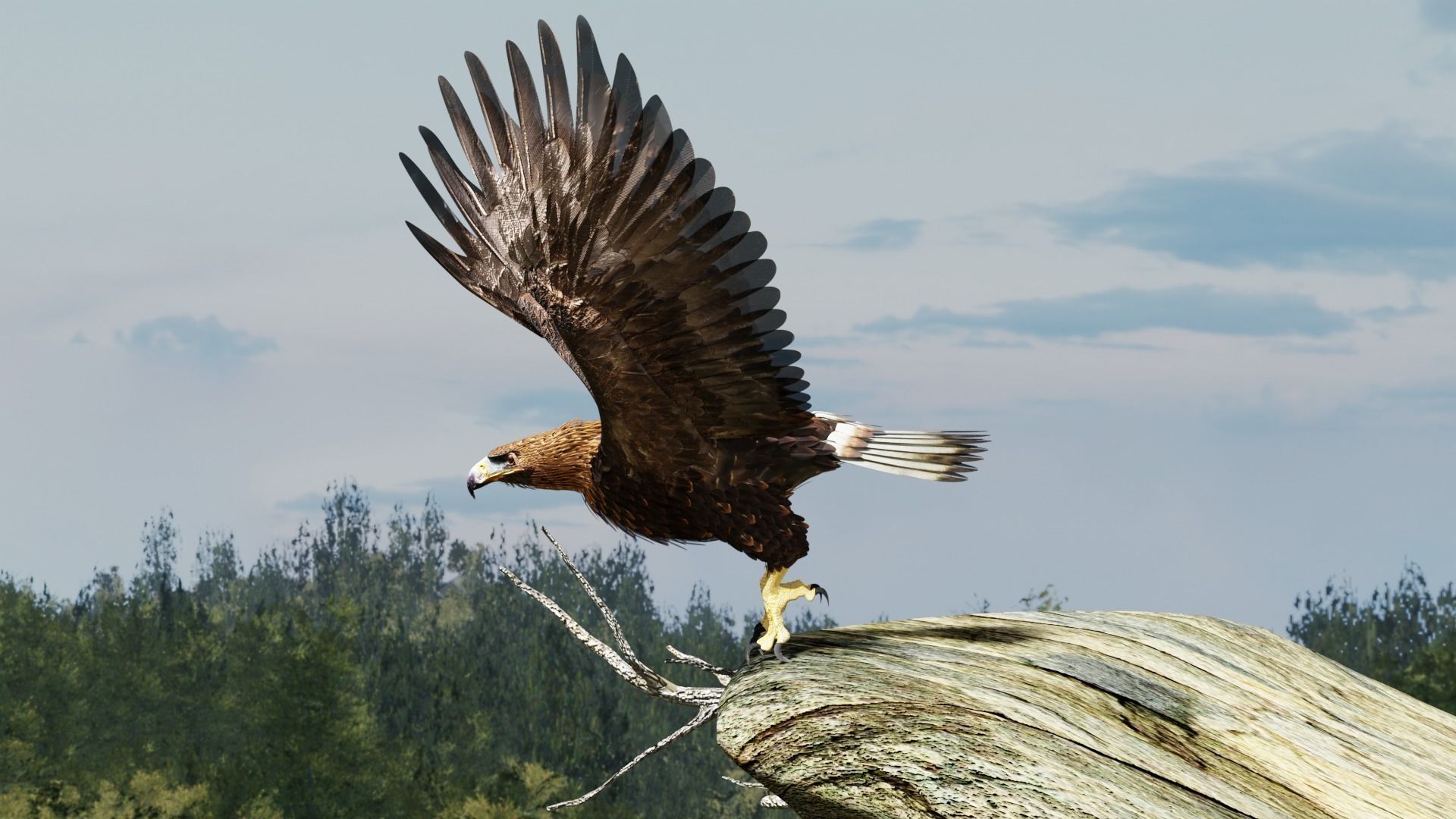 Golden Eagle - BLENDER 3D model_12