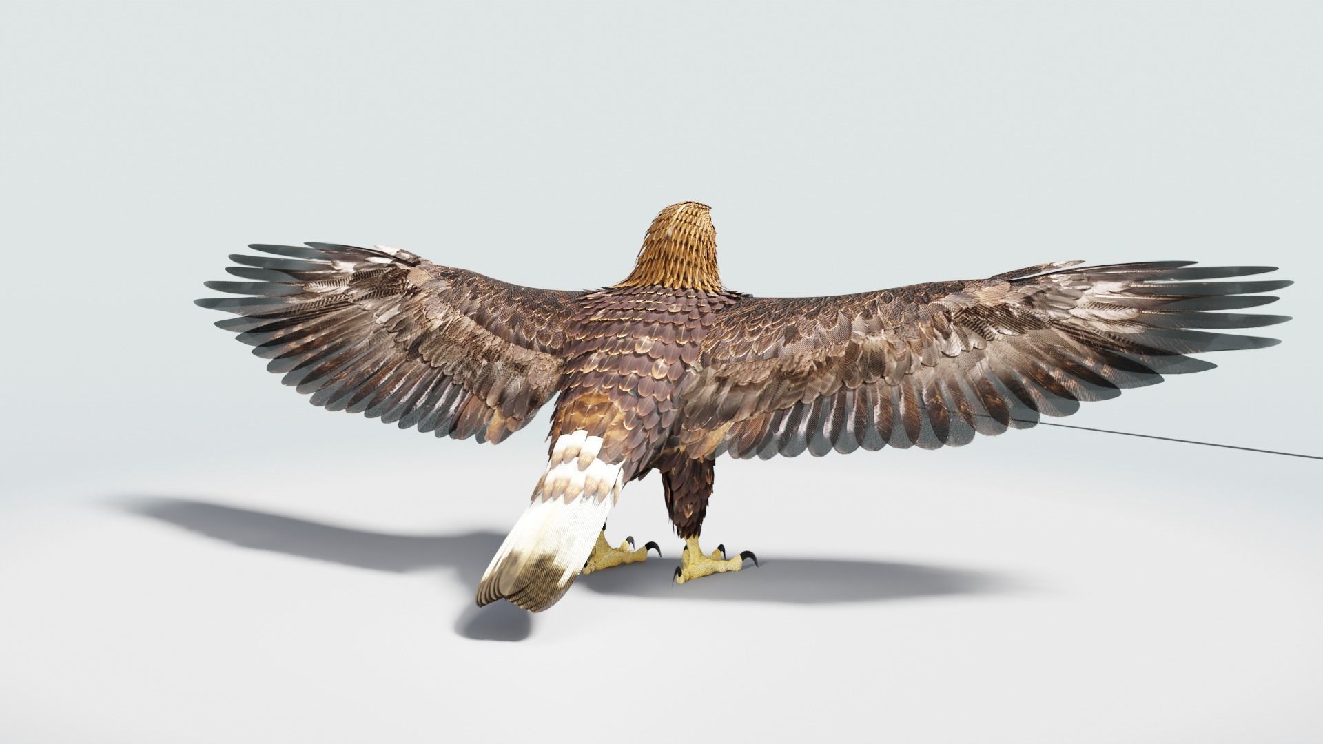 Golden Eagle - BLENDER 3D model_19