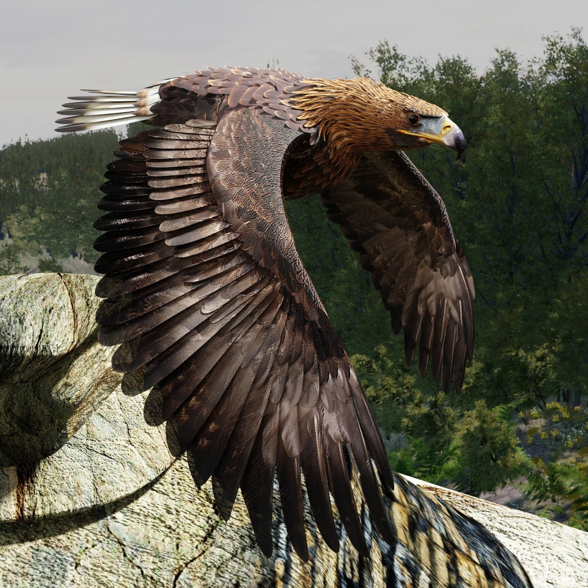 Golden Eagle - BLENDER 3D model_5