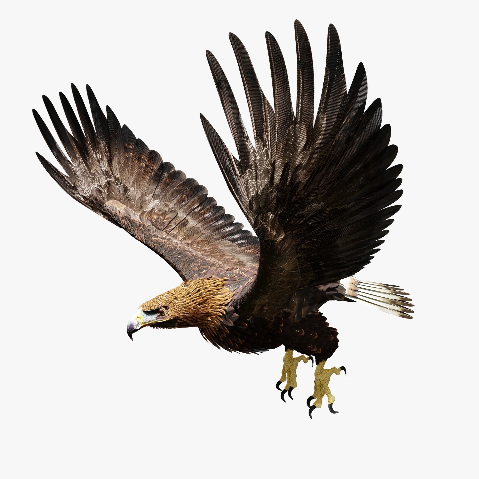 Golden Eagle - BLENDER 3D model_6