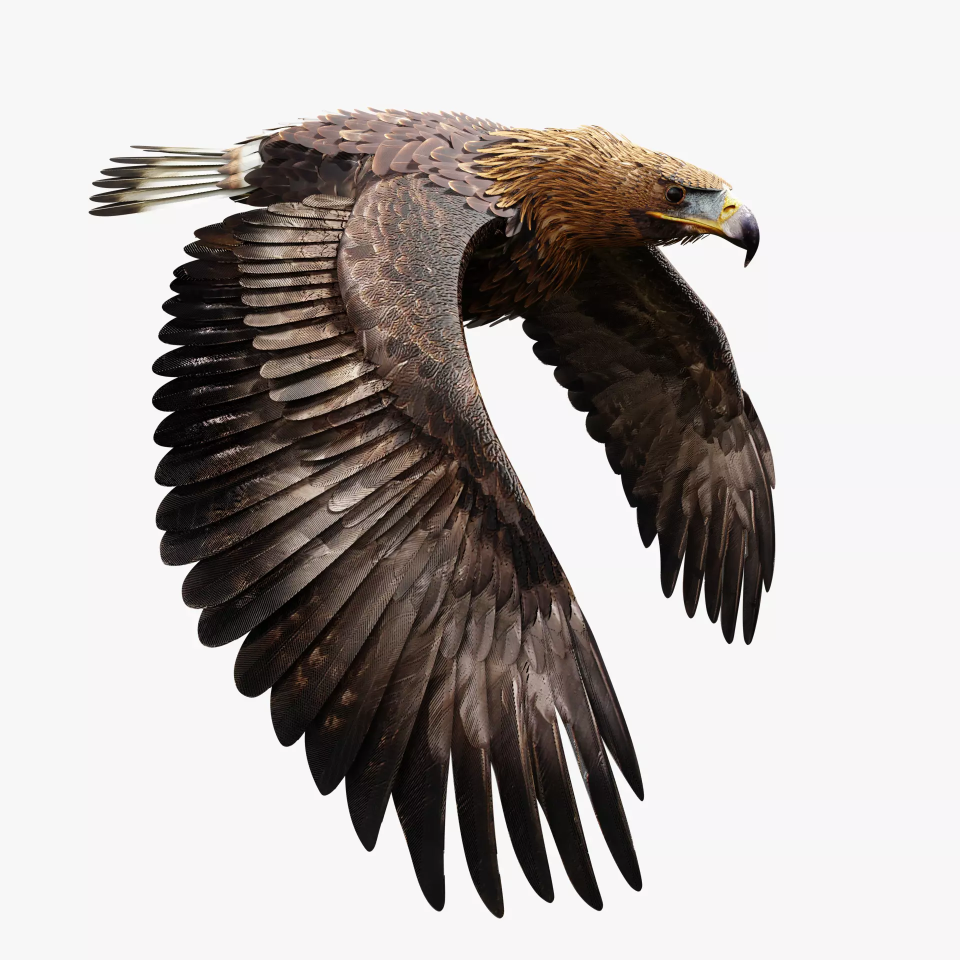 Golden Eagle - BLENDER 3D model_0