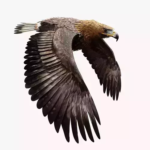 Golden Eagle - BLENDER 3D model