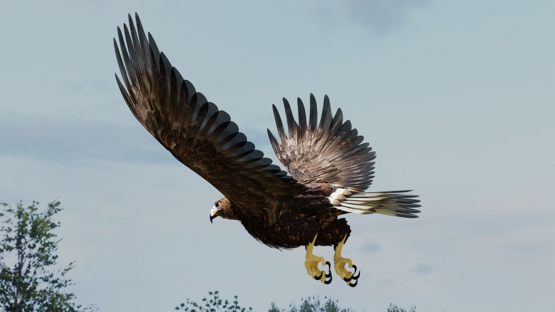 Golden Eagle - BLENDER 3D model_13