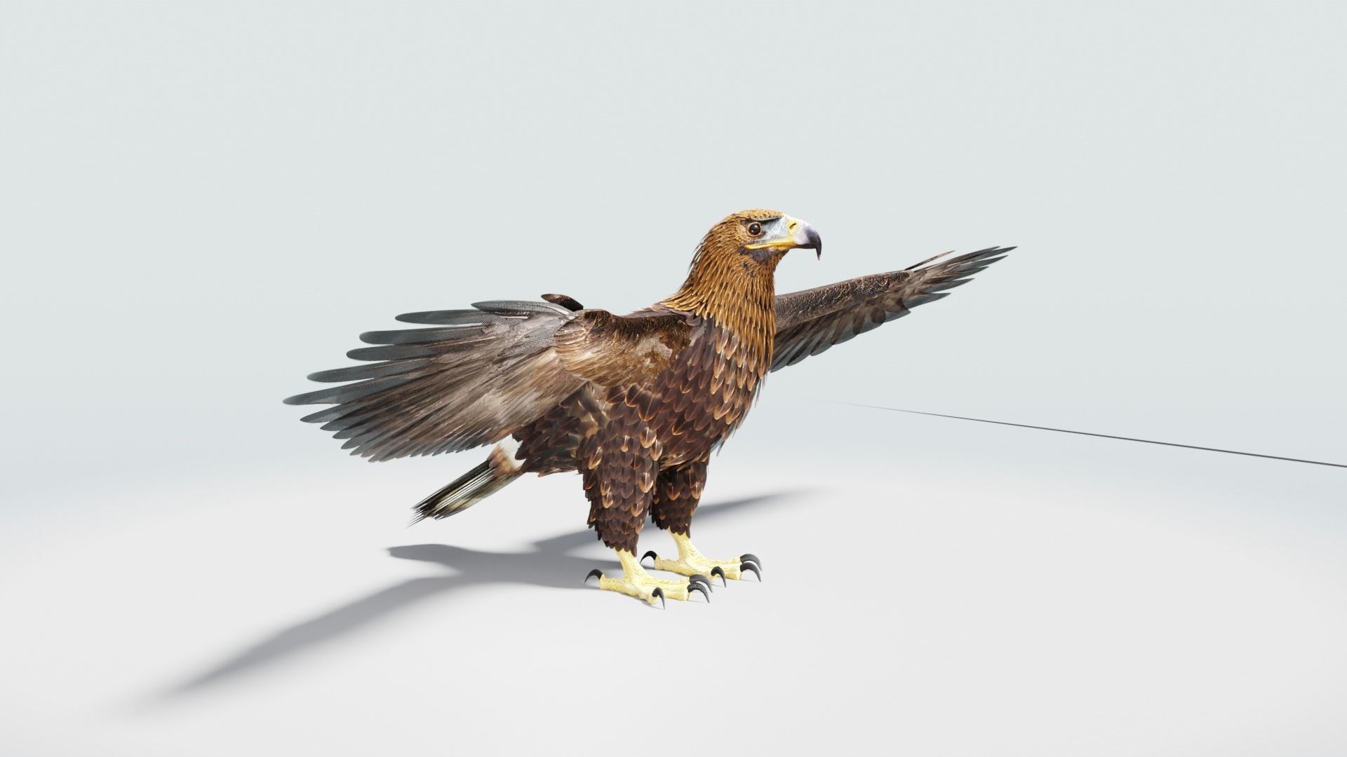 Golden Eagle - BLENDER 3D model_17