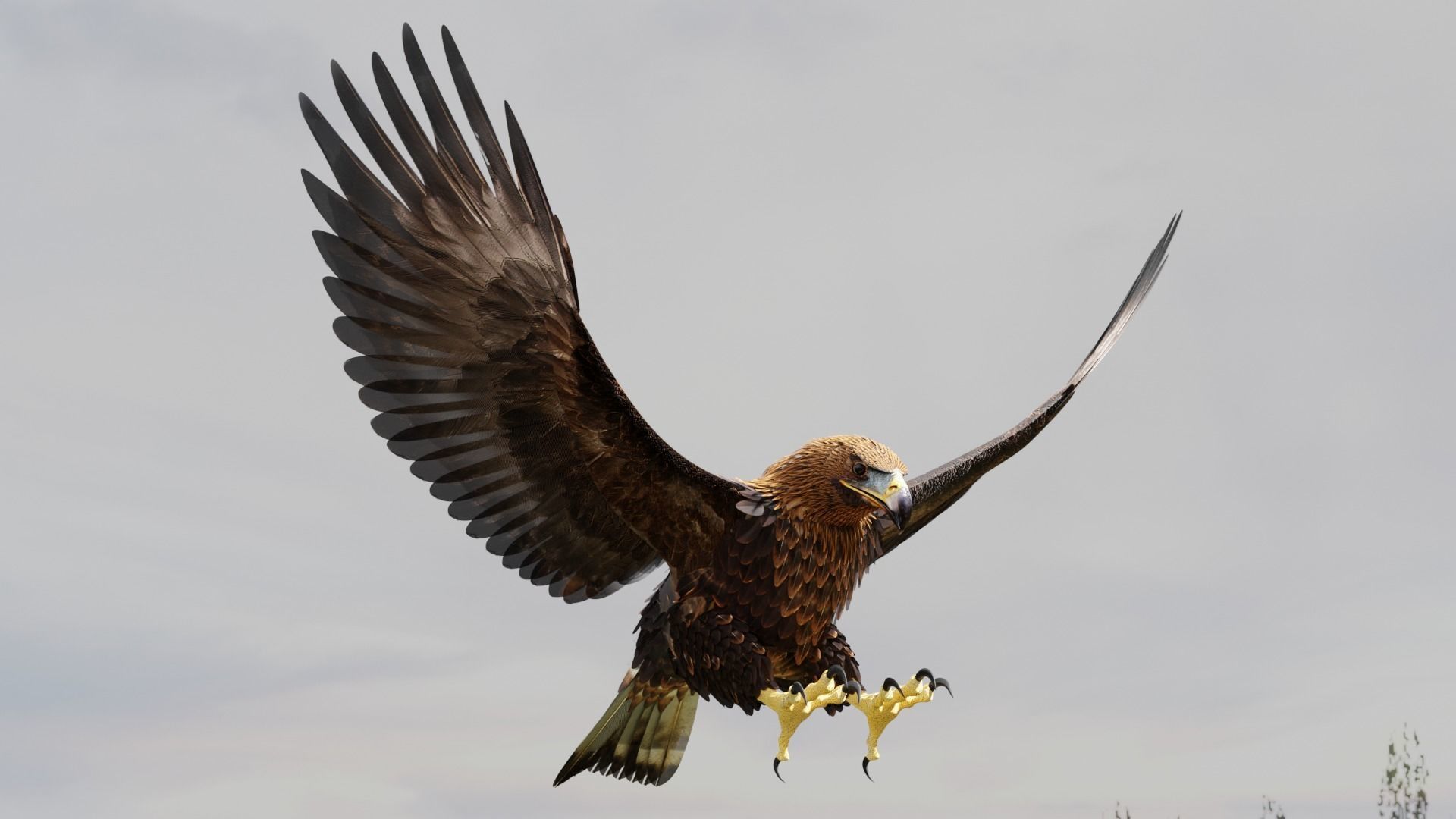 Golden Eagle - BLENDER 3D model_16