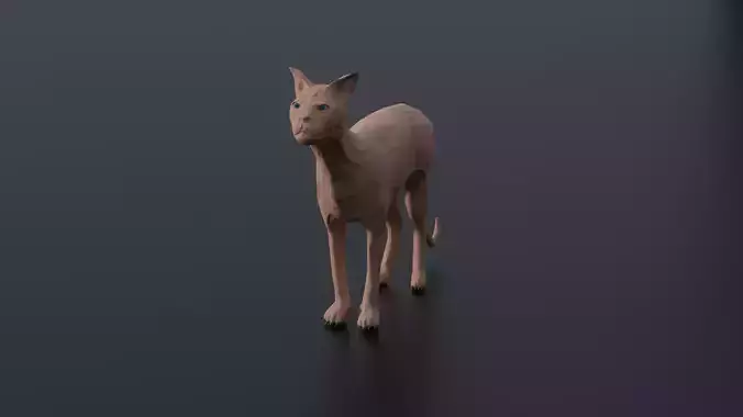 Sphynx Cat
