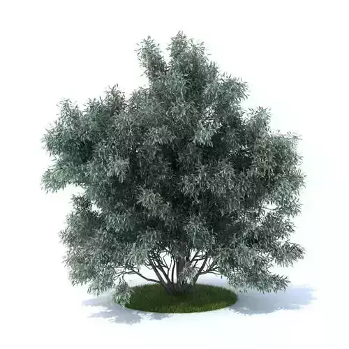 Tree Shade Leafy Outdoor 3D model