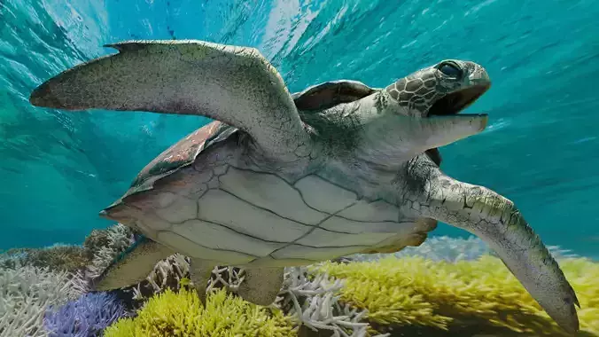 Sea Turtle Animated Low-poly 3D model