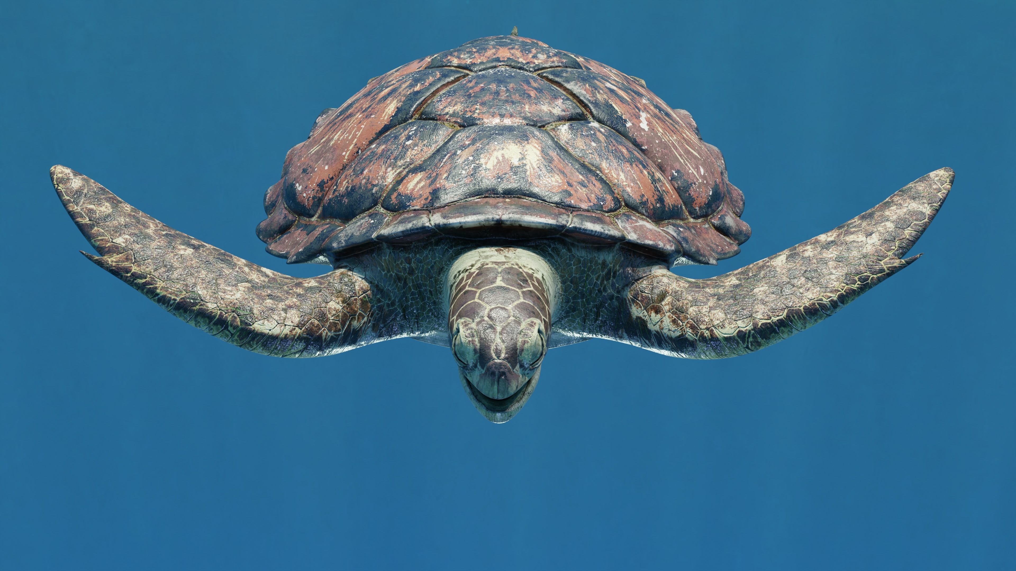 Sea Turtle Animated Low-poly 3D model_7
