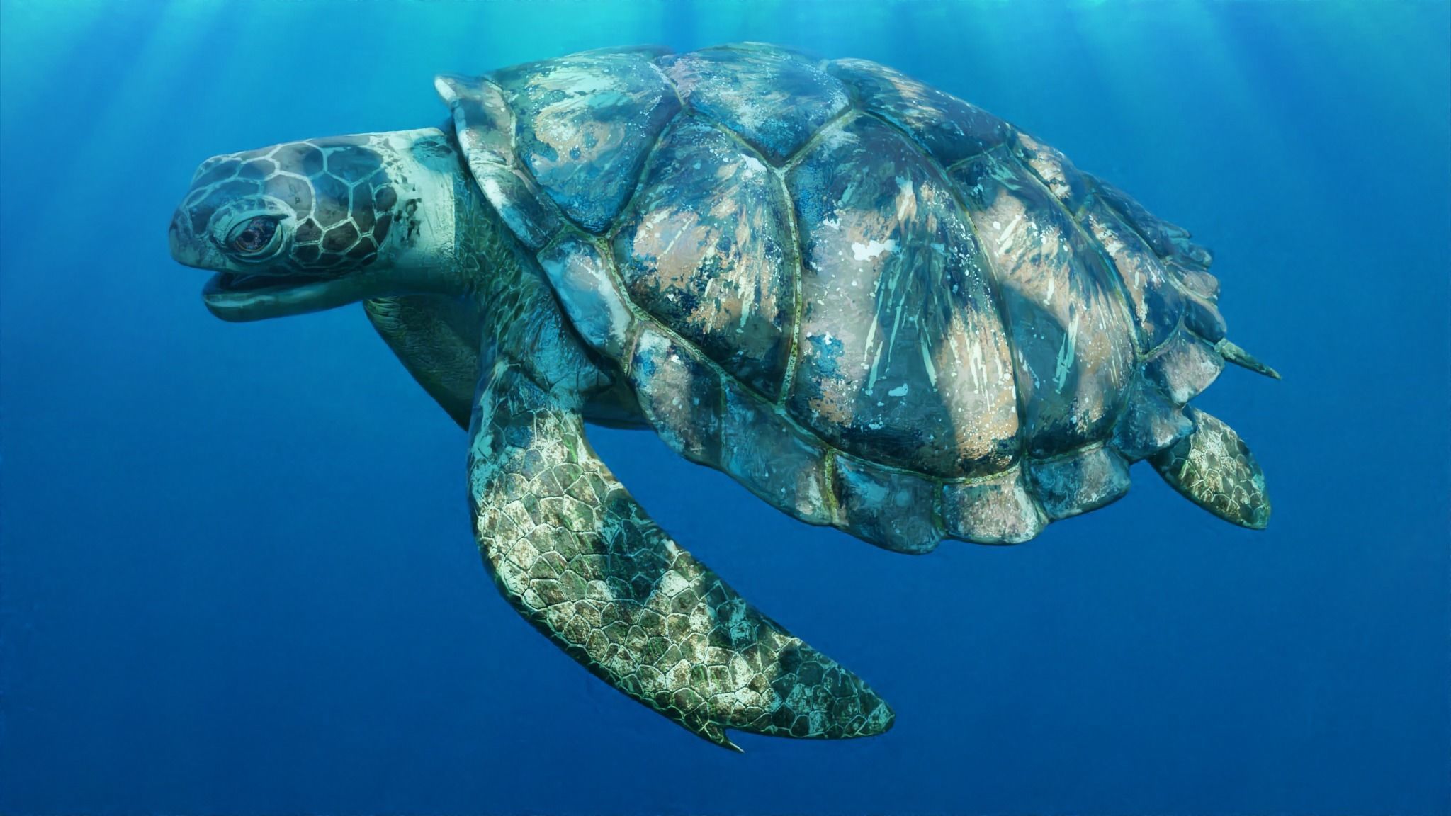 Sea Turtle Animated Low-poly 3D model_2