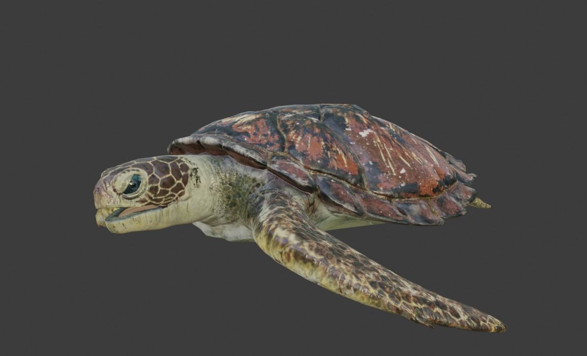 Sea Turtle Animated Low-poly 3D model_10