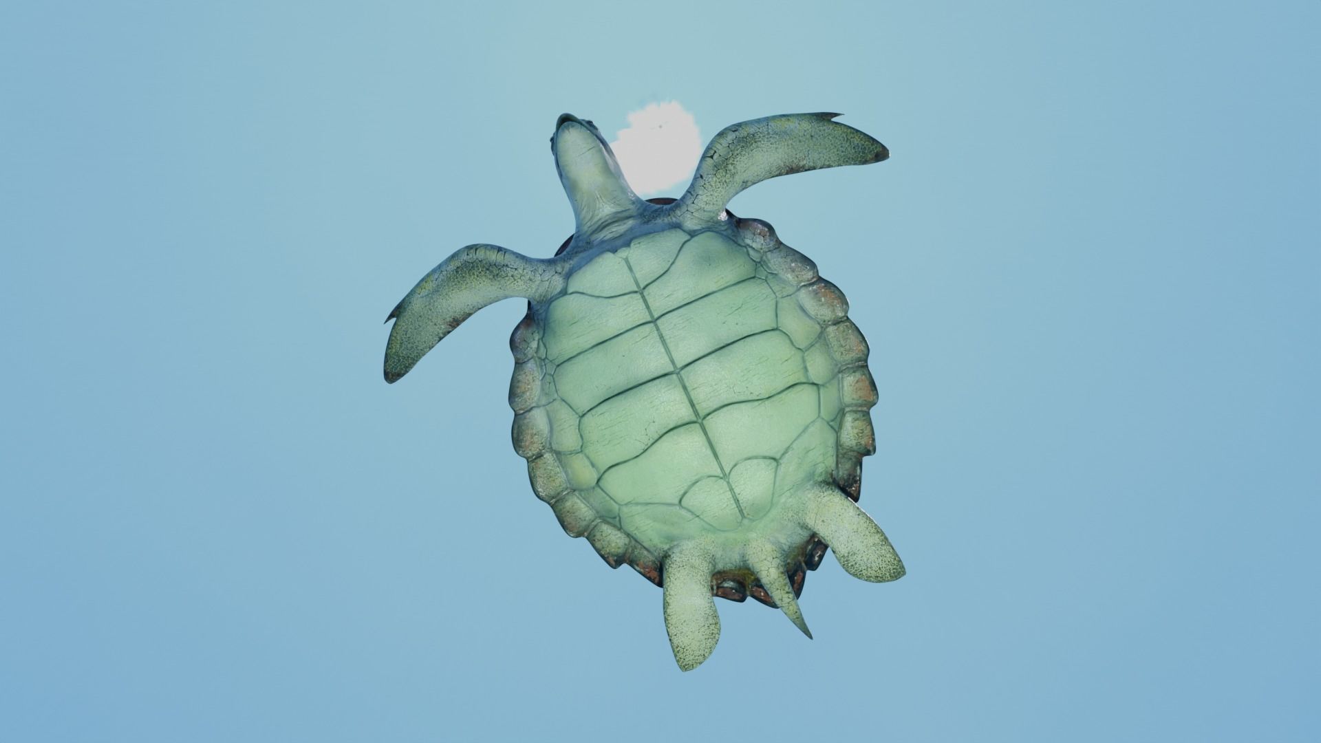 Sea Turtle Animated Low-poly 3D model_9