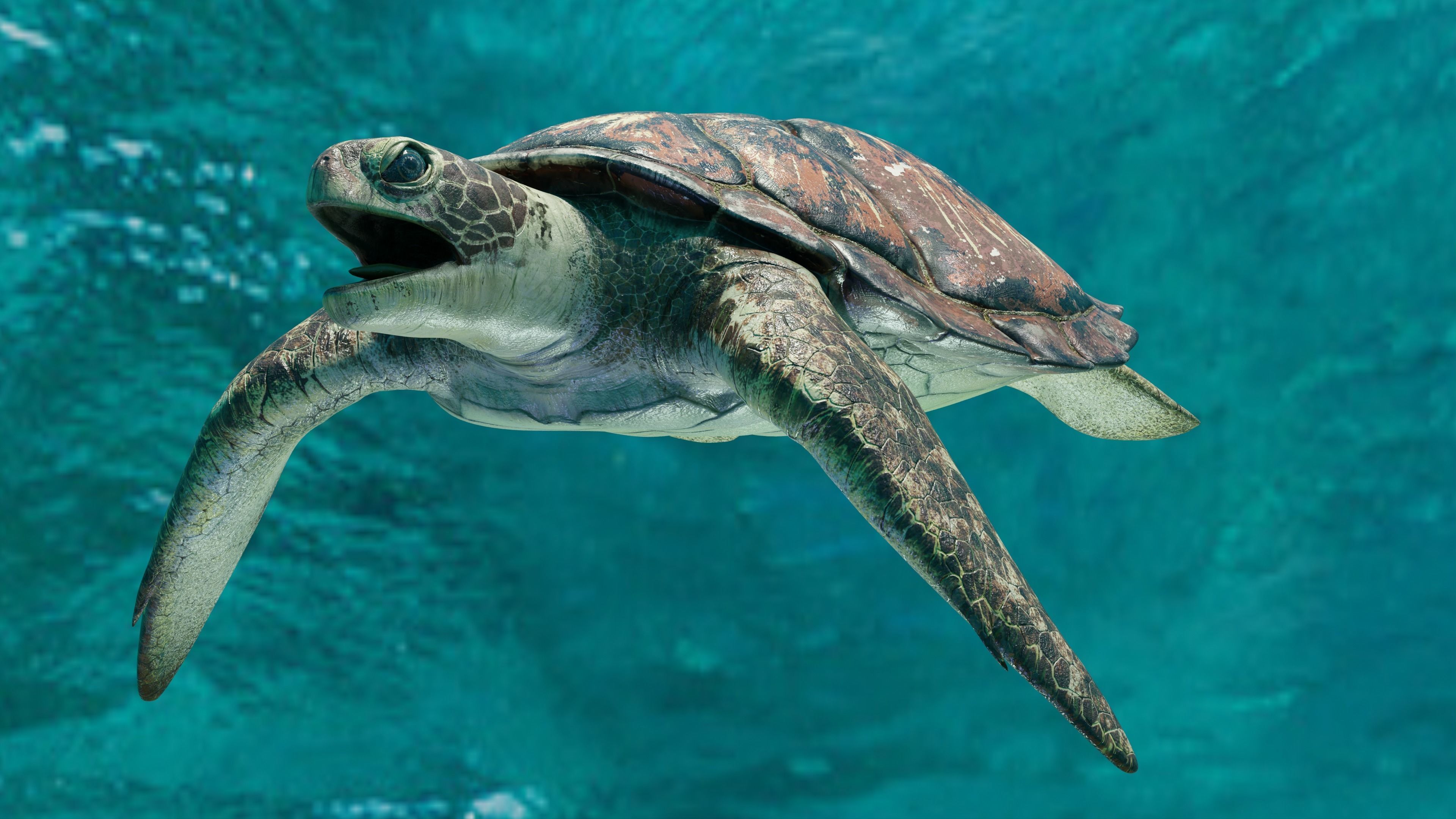 Sea Turtle Animated Low-poly 3D model_5