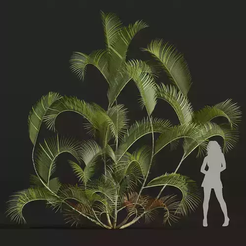 New Plant High detail Chrysalidocarpus Lutescens02