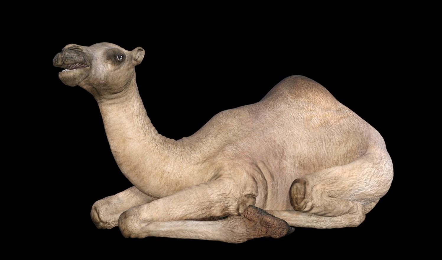 Camel 3D model_5