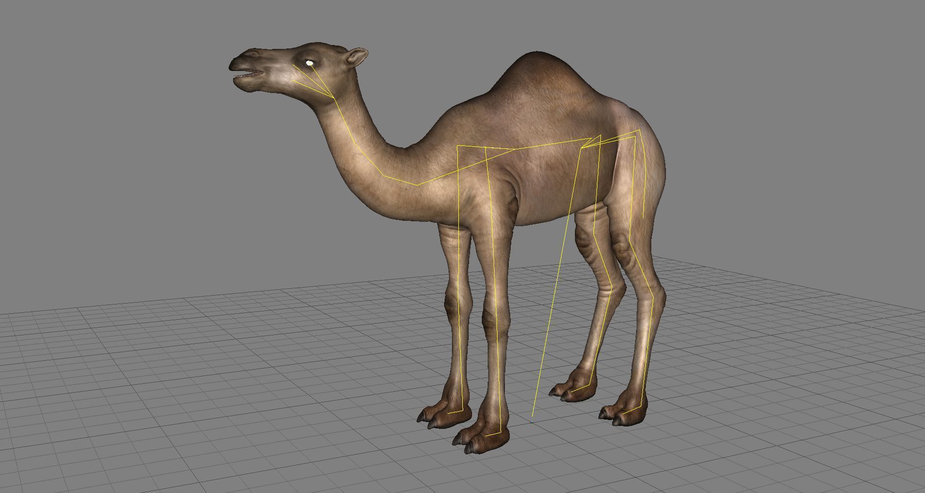 Camel 3D model_14