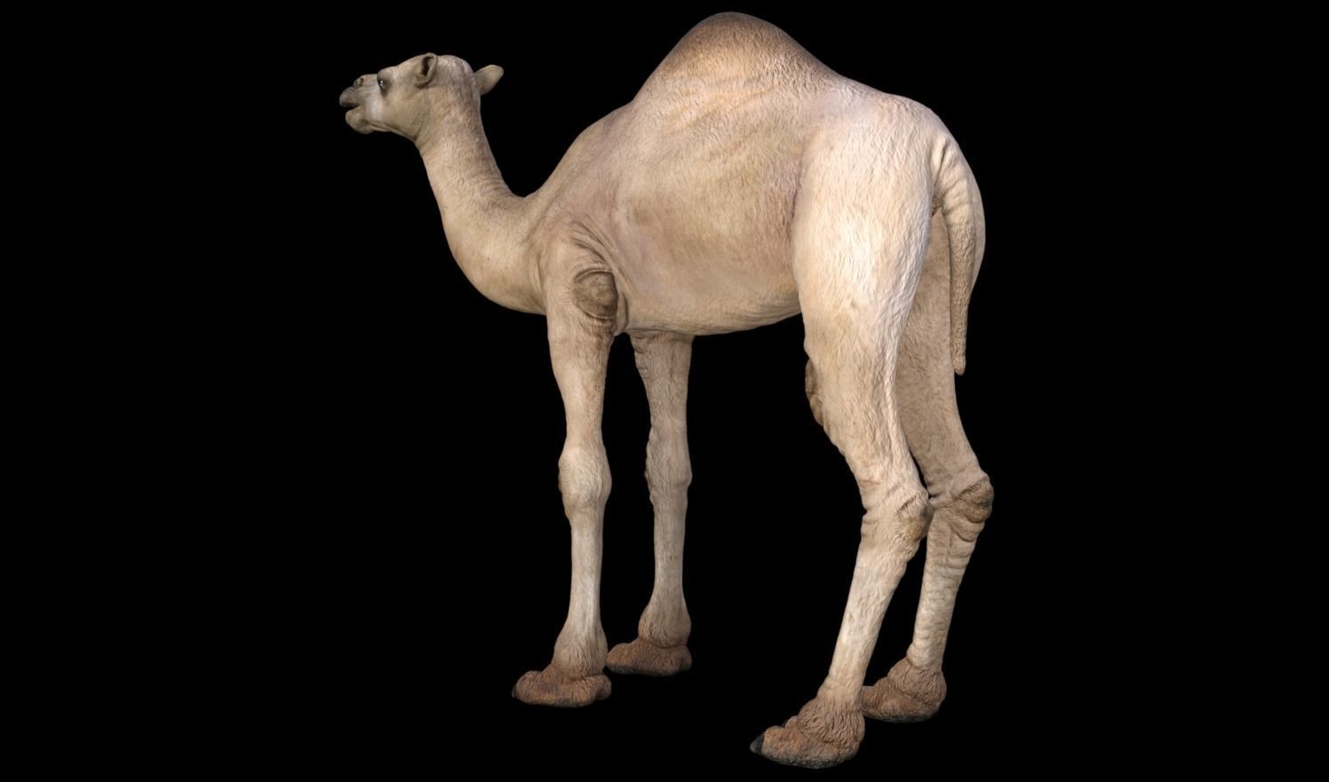Camel 3D model_3