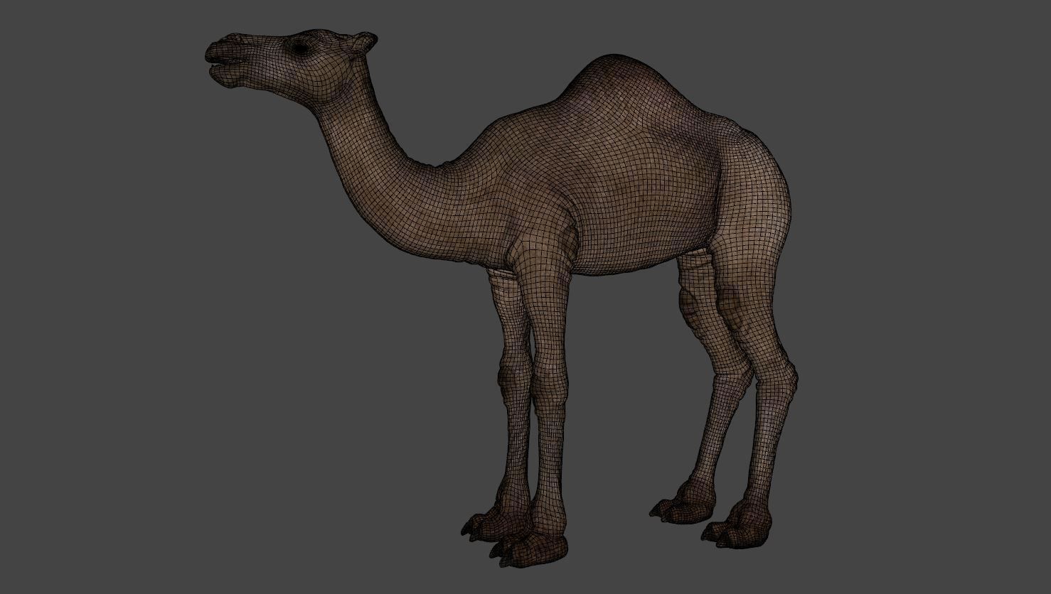 Camel 3D model_8