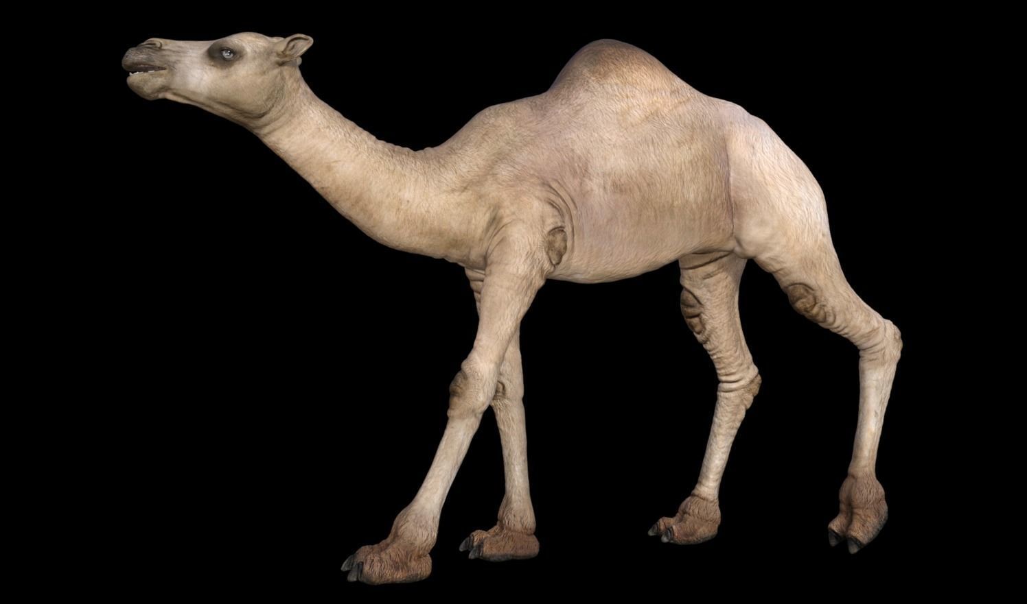 Camel 3D model_6