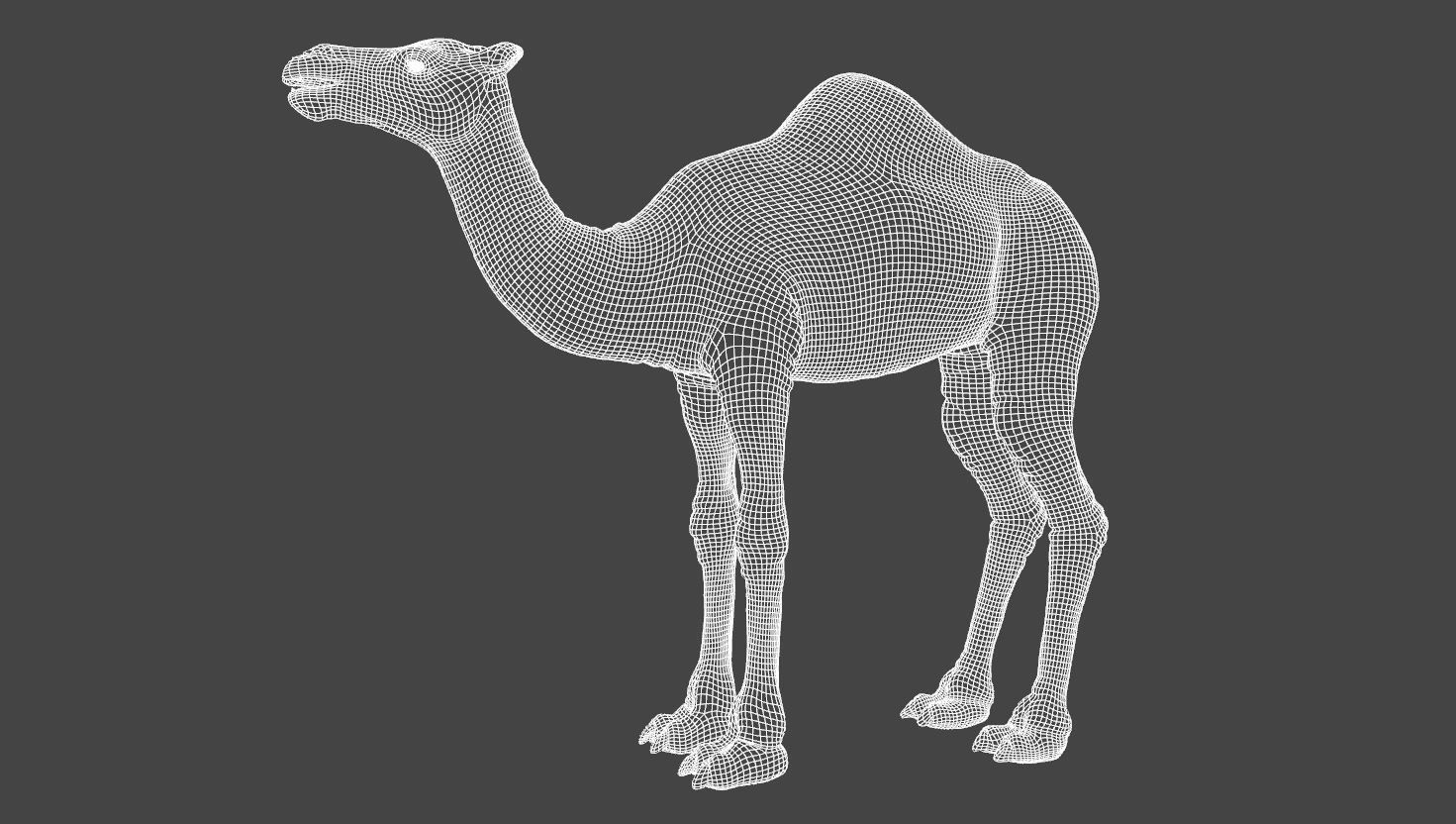 Camel 3D model_10