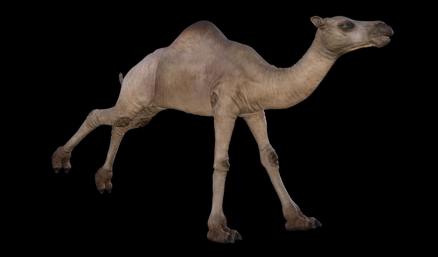 Camel 3D model_4