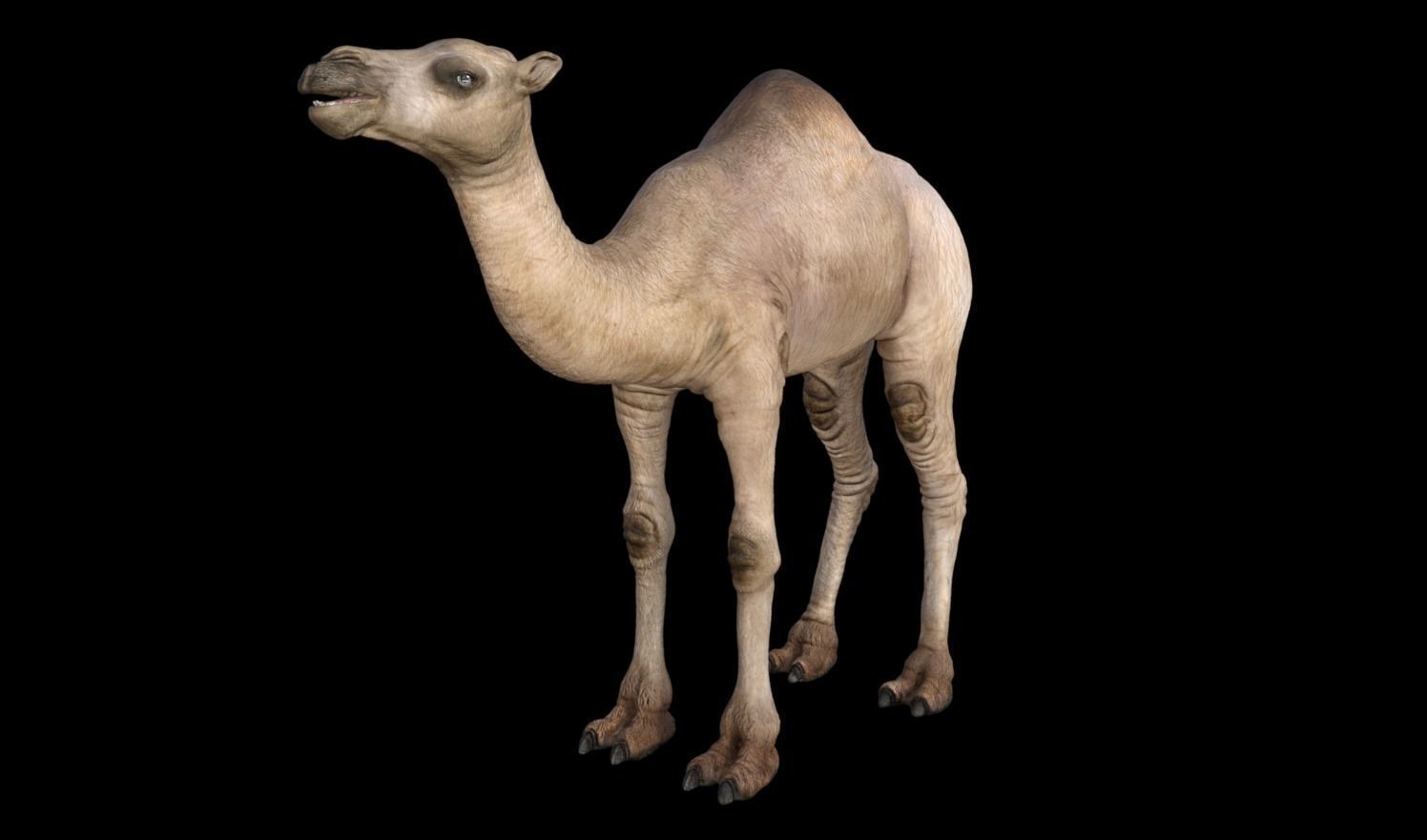 Camel 3D model_1