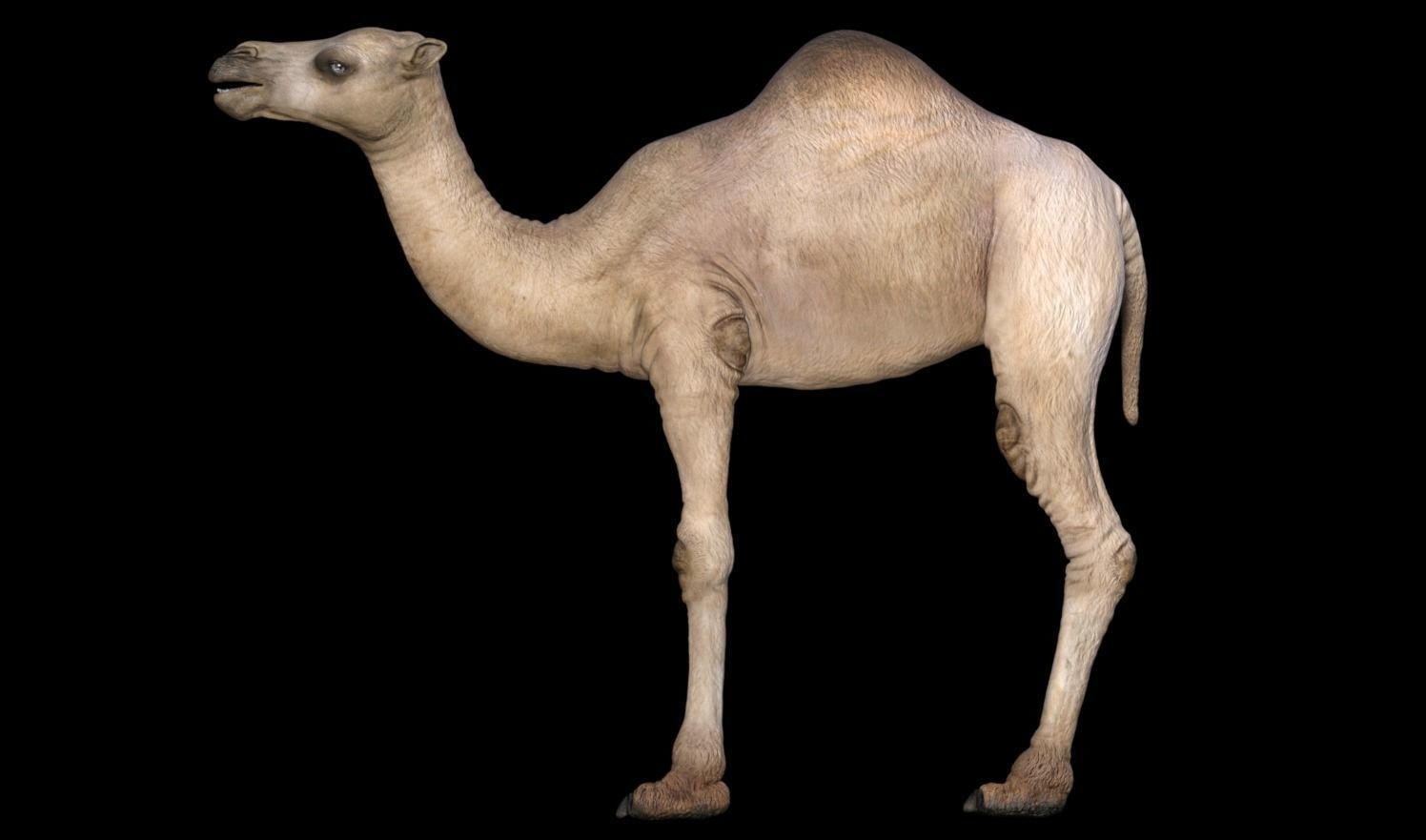 Camel 3D model_2