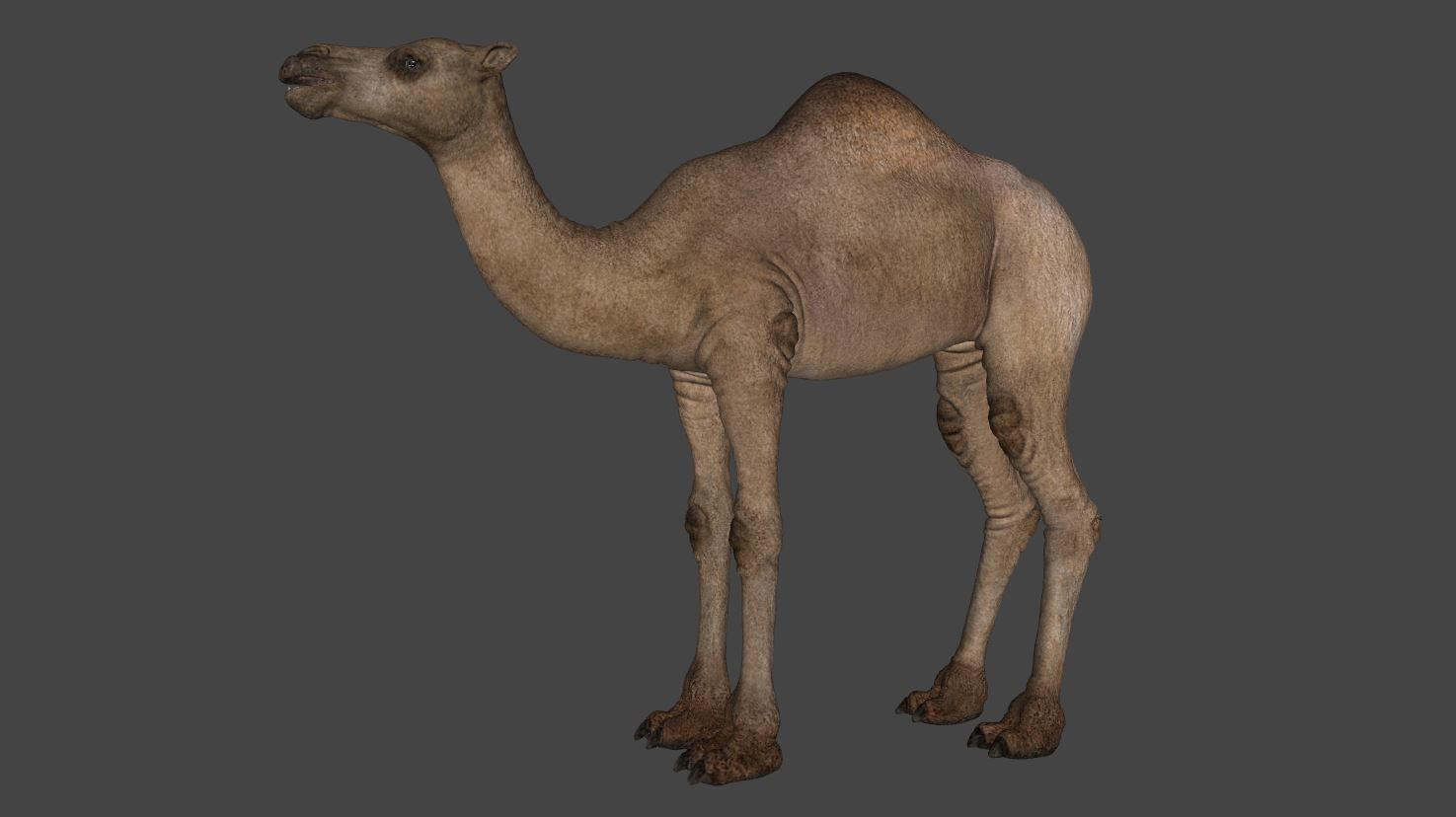 Camel 3D model_7