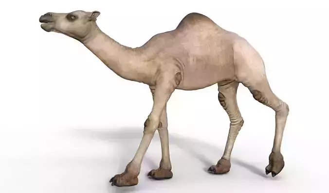 Camel