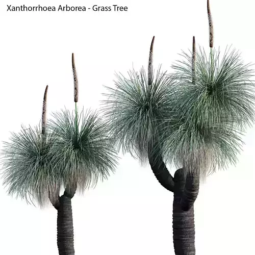 Xanthorrhoea arborea 04