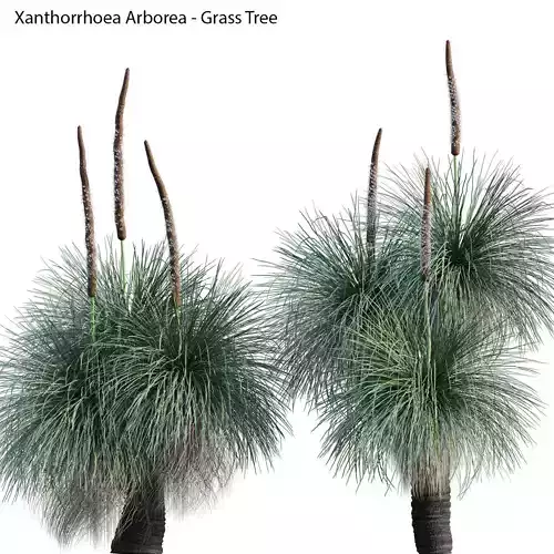 Xanthorrhoea arborea 03 3D model