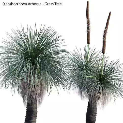 Xanthorrhoea arborea 02
