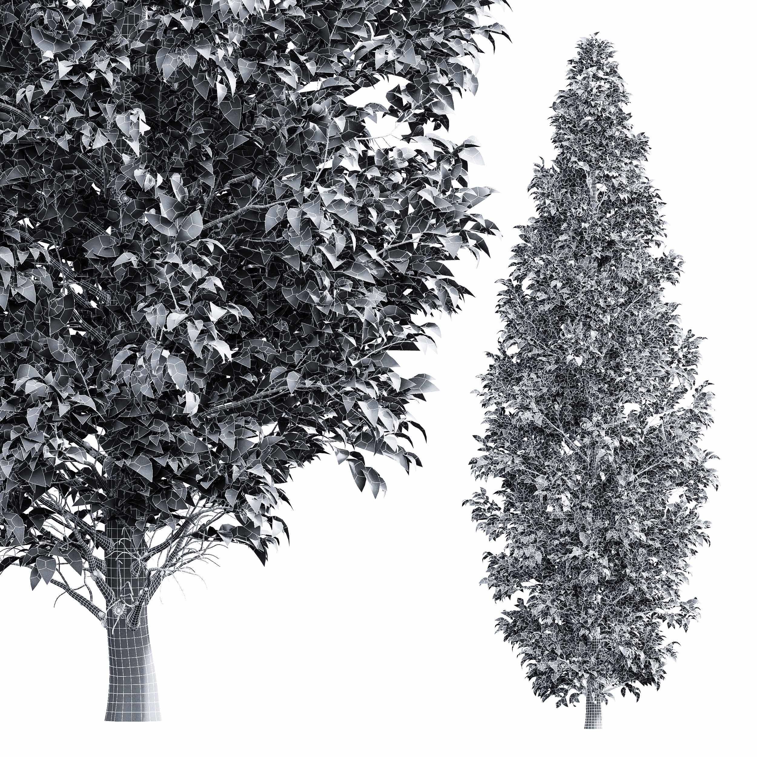 Carpinus Betulus 3 trees 3D model_5