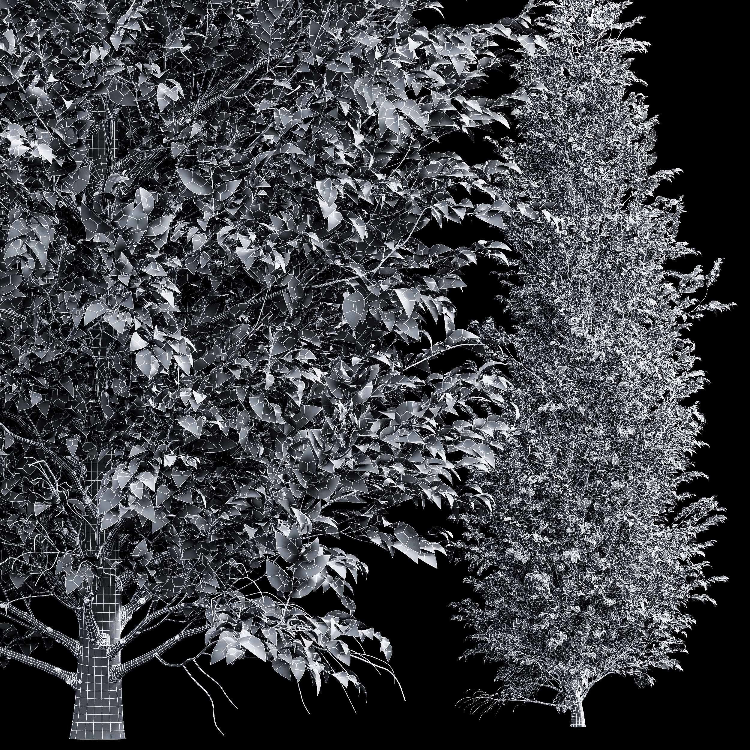 Carpinus Betulus 3 trees 3D model_6