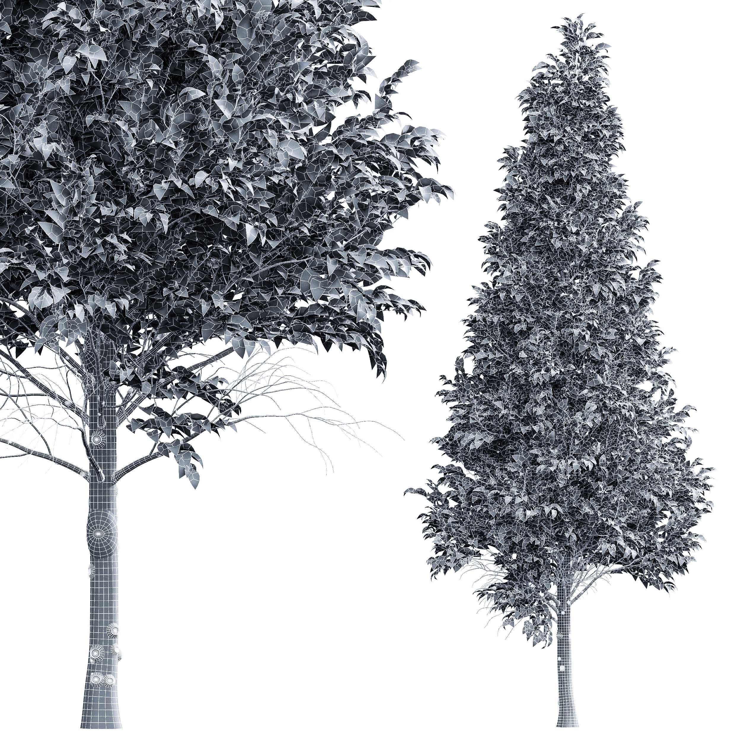 Carpinus Betulus 3 trees 3D model_4