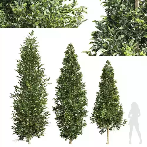 Carpinus Betulus 3 trees 3D model