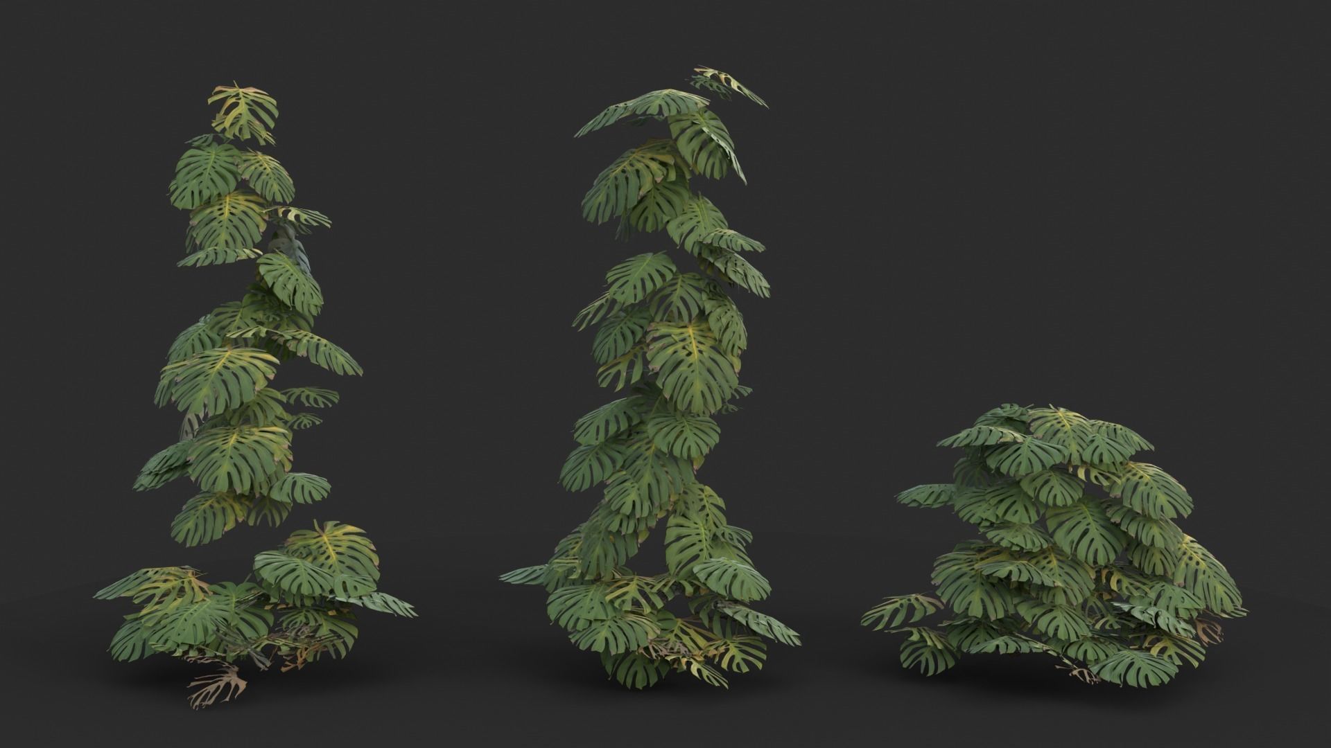 Monstera Plant Set Low-poly 3D model_8