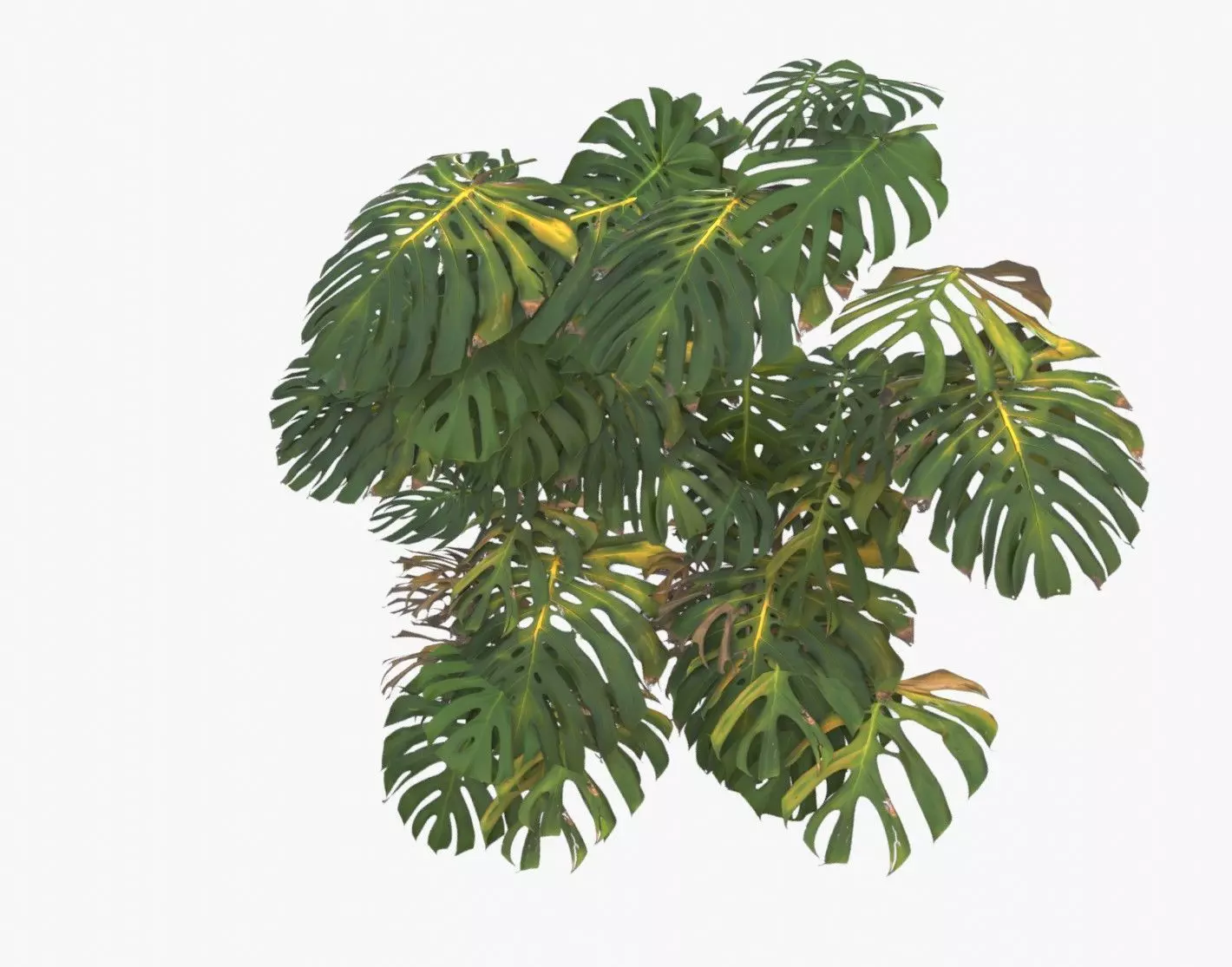 Monstera Plant Set Low-poly 3D model_0